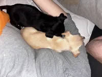 Navi, a female Chiweenie for sale in Dade City, FL – 2 of 5