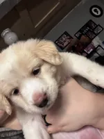 Maddie, a female Great Pyrenees for sale in Dade City, FL – 2 of 8