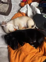 Navi, a female Chiweenie for sale in Dade City, FL – 5 of 5