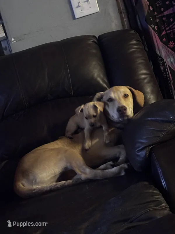 Odin – Australian Shepherd, Labrador Retriever puppy for sale in Dade City, FL
