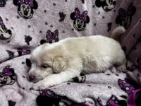 Maddie, a female Great Pyrenees for sale in Dade City, FL – 4 of 5