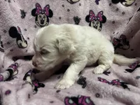 Aurora, a female Great Pyrenees for sale in Dade City, FL – 3 of 5