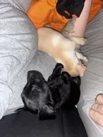 Zelda, a female Chiweenie for sale in Dade City, FL – 3 of 3