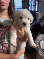 Lane, a male Great Pyrenees for sale in Dade City, FL – 3 of 9