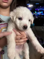 Lane, a male Great Pyrenees for sale in Dade City, FL – 2 of 9