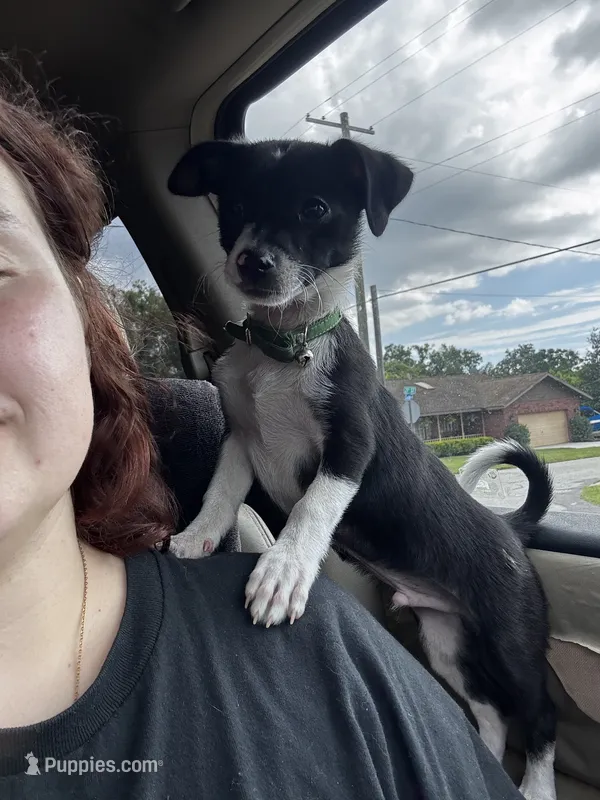 Link – Pomchi puppy for sale in Dade City, FL