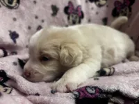 Maddie, a female Great Pyrenees for sale in Dade City, FL – 5 of 5