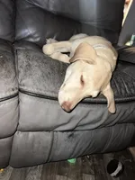 Odin, a male Australian Shepherd and Labrador Retriever for sale in Dade City, FL – 2 of 4