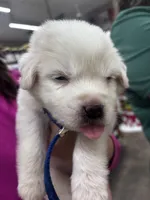 Lane, a male Great Pyrenees and Golden Retriever for sale in Dade City, FL – 6 of 6