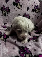 Aurora, a female Great Pyrenees for sale in Dade City, FL – 2 of 5
