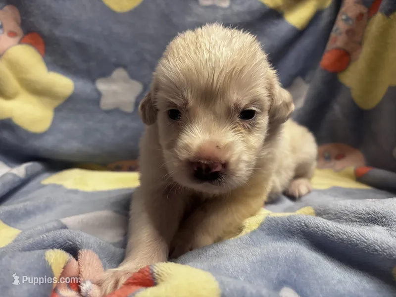 Vanilla – Great Pyrenees puppy for sale in Dade City, FL