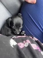 Zelda, a female Chiweenie for sale in Dade City, FL – 1 of 3