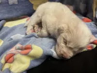 Lane, a male Great Pyrenees for sale in Dade City, FL – 3 of 5