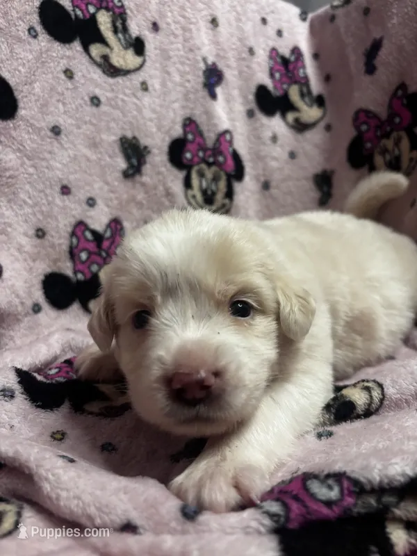 Maddie – Great Pyrenees puppy for sale in Dade City, FL