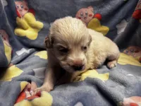 Vanilla, a male Great Pyrenees for sale in Dade City, FL – 2 of 6