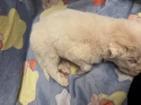 Lane, a male Great Pyrenees for sale in Dade City, FL – 4 of 5