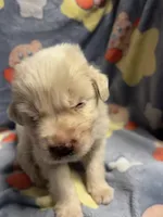 Lane, a male Great Pyrenees for sale in Dade City, FL – 2 of 5