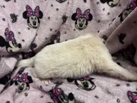 Maddie, a female Great Pyrenees for sale in Dade City, FL – 2 of 5