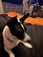 Minda, a female Chiweenie for sale in Dade City, FL – 3 of 3