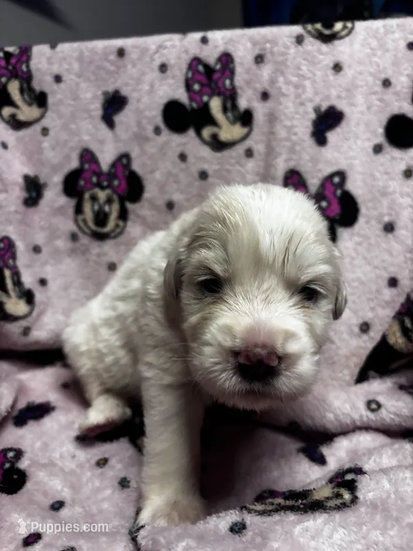 Aurora – Great Pyrenees puppy for sale in Dade City, FL