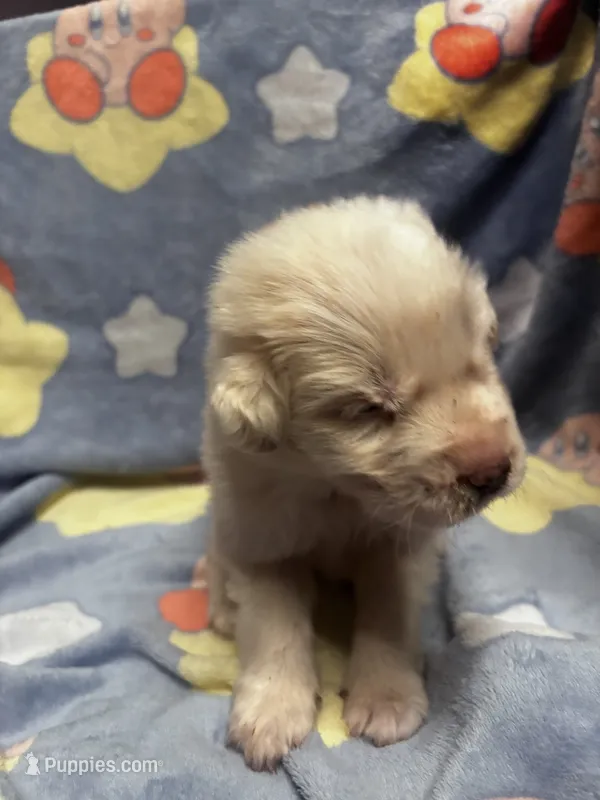 Lane – Great Pyrenees puppy for sale in Dade City, FL