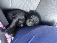 Zelda, a female Chiweenie for sale in Dade City, FL – 2 of 3