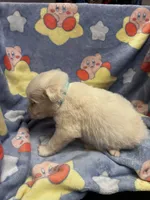 Shigure, a male Great Pyrenees for sale in Dade City, FL – 2 of 6