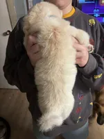 Maddie, a female Great Pyrenees for sale in Dade City, FL – 3 of 8