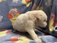 Vanilla, a male Great Pyrenees for sale in Dade City, FL – 4 of 6