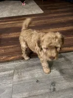 Luna, a female Goldendoodle for sale in Woodruff, SC – Photo 3 of 6