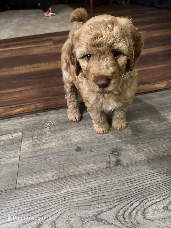 Luna – Goldendoodle puppy for sale in Woodruff, SC