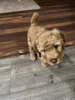 Luna, a female Goldendoodle for sale in Woodruff, SC – Photo 2 of 6