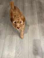 Luna, a female Goldendoodle for sale in Woodruff, SC – Photo 4 of 6