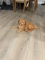 Luna, a female Goldendoodle for sale in Woodruff, SC – Photo 6 of 6