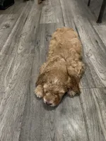 Luna, a female Goldendoodle for sale in Woodruff, SC – Photo 5 of 6