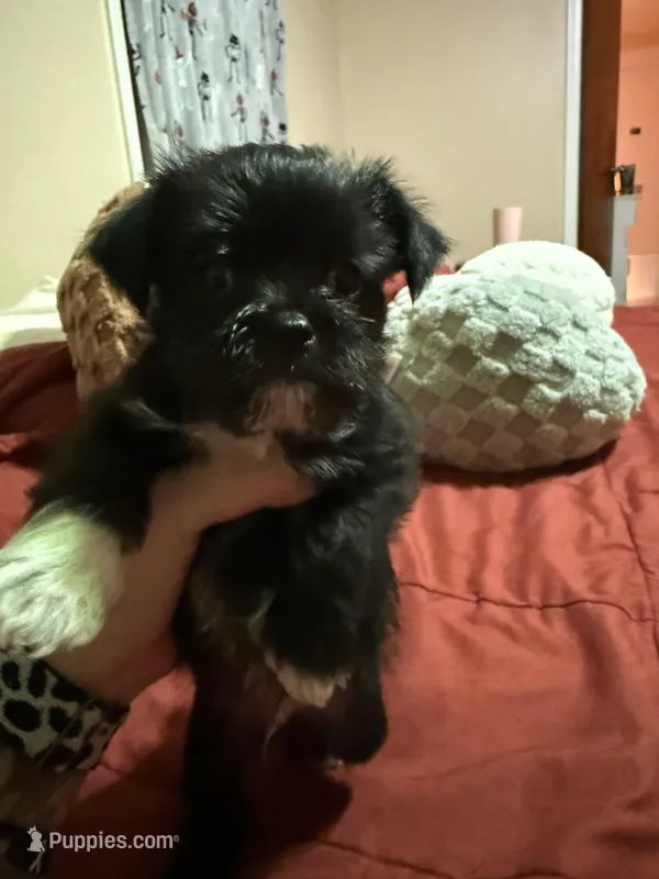 Bunny  – Miniature Schnauzer, Chihuahua puppy for sale in Chickasha, OK