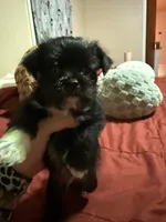 Bunny , a male Miniature Schnauzer and Chihuahua for sale in Chickasha, OK – Photo 1 of 4