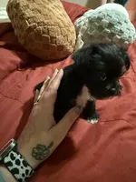 Bunny , a male Miniature Schnauzer and Chihuahua for sale in Chickasha, OK – Photo 3 of 4