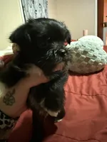 Bunny , a male Miniature Schnauzer and Chihuahua for sale in Chickasha, OK – Photo 2 of 4