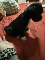 Bunny , a male Miniature Schnauzer and Chihuahua for sale in Chickasha, OK – Photo 4 of 4