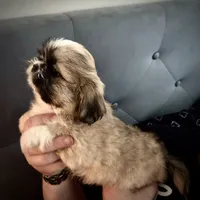 Male 3, a male Pekingese and Shih Tzu for sale in Los Angeles, CA – 5 of 8