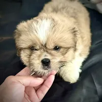 Male 4, a male Pekingese and Shih Tzu for sale in Los Angeles, CA – 2 of 7