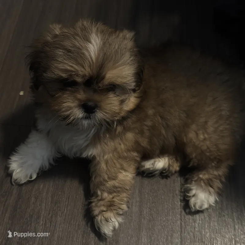 Male 1 – Pekingese, Shih Tzu puppy for sale in Los Angeles, CA