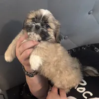Male 3, a male Pekingese and Shih Tzu for sale in Los Angeles, CA – 2 of 8