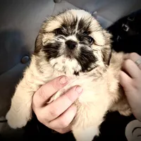 Male 3, a male Pekingese and Shih Tzu for sale in Los Angeles, CA – 4 of 8
