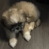 Male 3, a male Pekingese and Shih Tzu for sale in Los Angeles, CA – 3 of 8