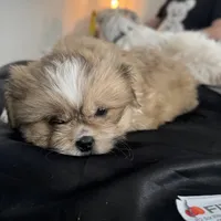 Male 4, a male Pekingese and Shih Tzu for sale in Los Angeles, CA – 5 of 7