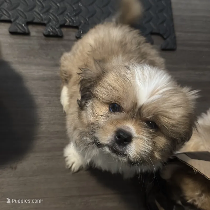 Male 4 – Pekingese, Shih Tzu puppy for sale in Los Angeles, CA
