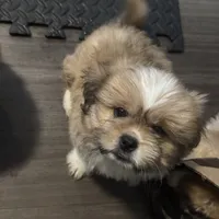 Male 4, a male Pekingese and Shih Tzu for sale in Los Angeles, CA – 1 of 7