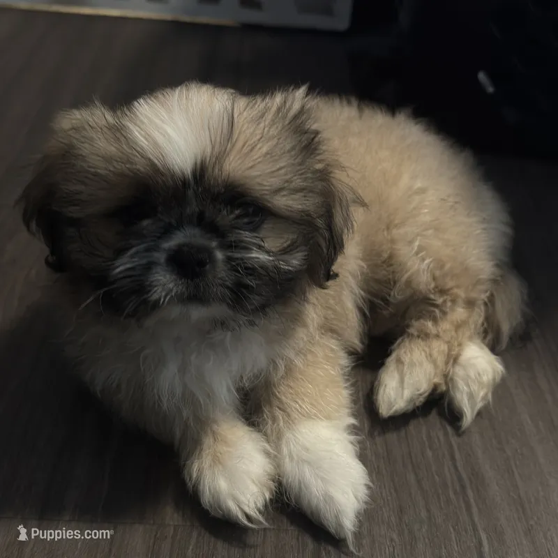Male 3 – Pekingese, Shih Tzu puppy for sale in Los Angeles, CA